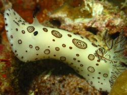 Nudibranch taken at Pulau Perhentian, West Malaysia with ... by Dennis Siau 